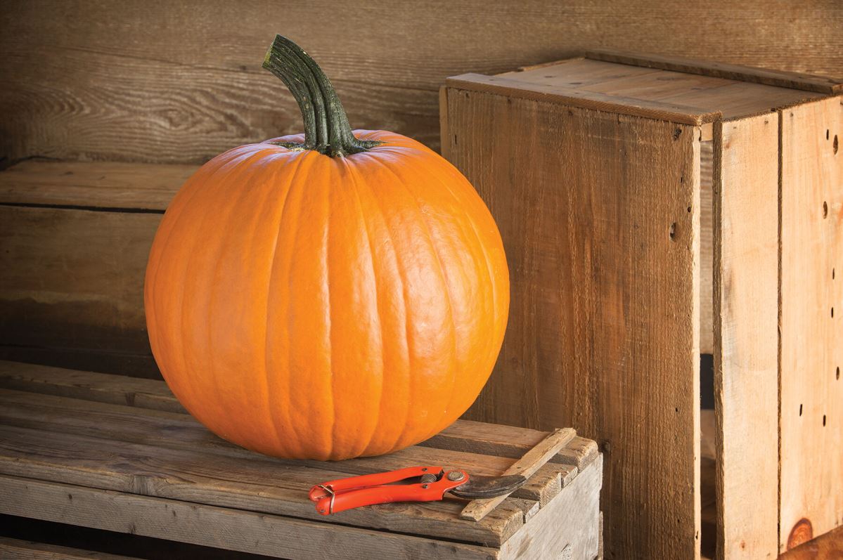 Renegade PMR – Pumpkin Seed